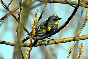 Yellow-rumped Warbler